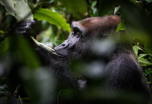 Kamba/Republic of Congo with Cindi LaRaia, March 8-16, 2026 Group Trip