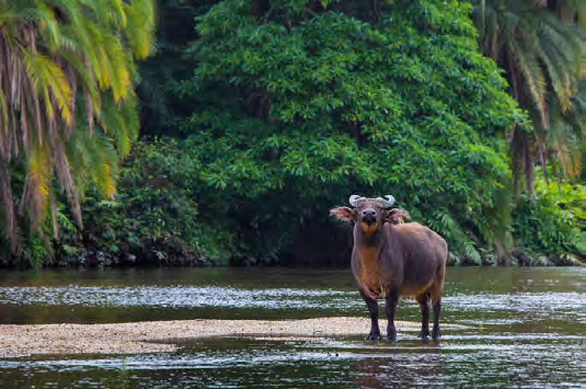 Buffalo - Kamba/Republic of Congo with Cindi LaRaia, March 8-16, 2026 Group Trip