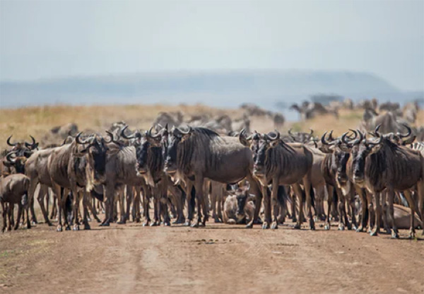 Wildebeest Migration - Photo by David Clode on Unsplash
