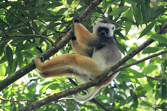 Diademed sifaka - Andasibe National Park