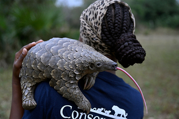 Pangolin Conservation project in Gorongosa National Park, Mozambique