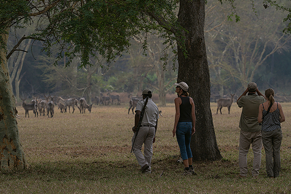 Walking safari in Gorongosa National Park, Mozambique