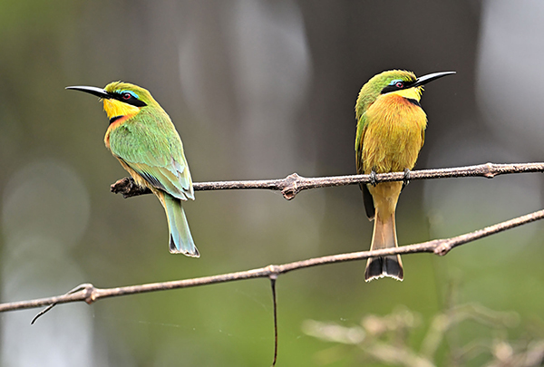 Birds in Gorongosa National Park