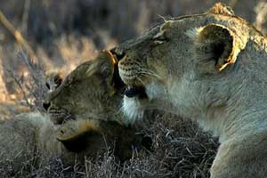 South Africa and Namibia Safari with Africa Discovery