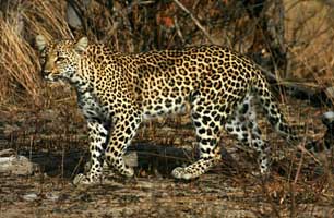 Leopard in South Africa and Namibia Safari with Africa Discovery